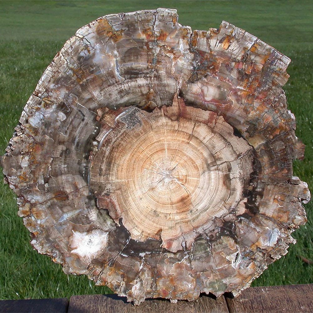 fossilized-wood-madagascar-10inch-sq