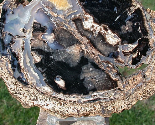 petrified-wood-blue-forest-agate-6