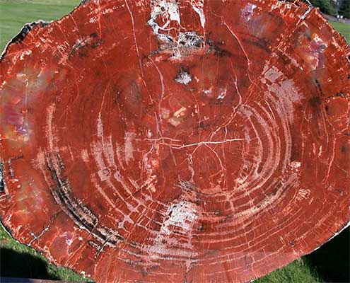 arizona-red-fossil-wood-home